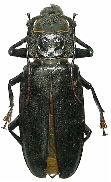 Physopleurus rugosus