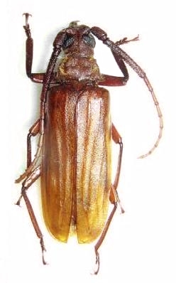 Aegosoma katsurai