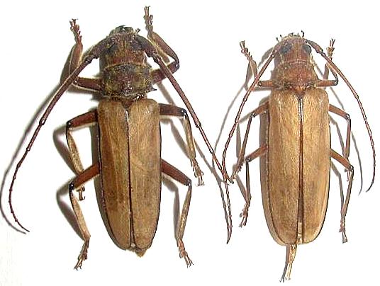 Spinimegopis nipponica