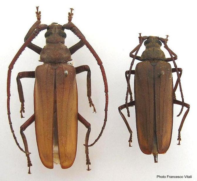 Aegosoma scabricorne