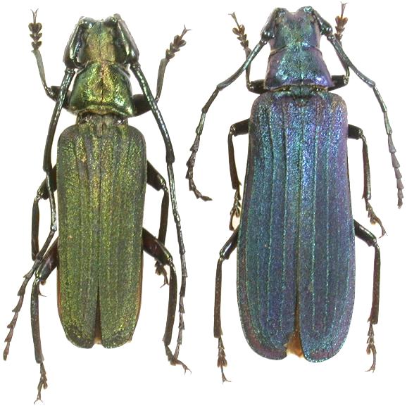 Vietetropis viridis