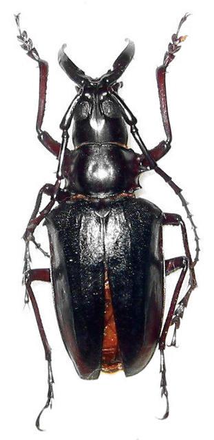 Dorysthenes (Baladeva) walkeri