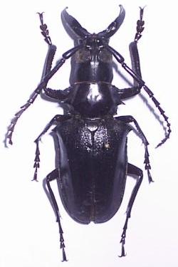 Dorysthenes (Baladeva) walkeri