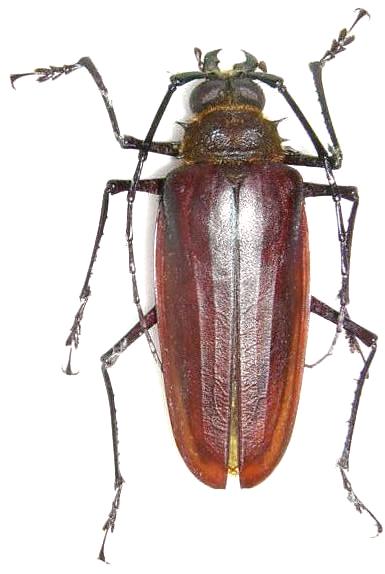 Braderochus levoiturieri