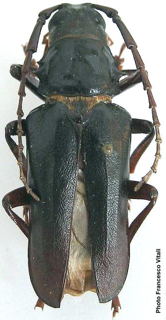 Dorysthenes (Cyrtognathus) paradoxus