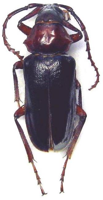 Dorysthenes (Dorysthenes) rostratus