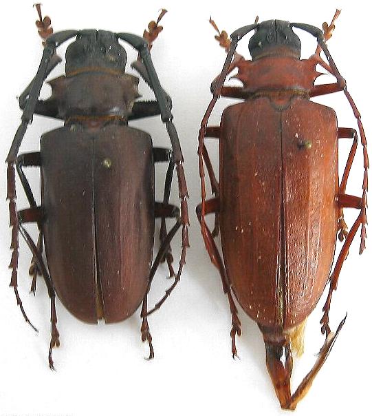 Dorysthenes (Paraphrus) granulosus