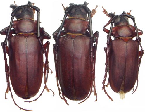 Dorysthenes (Paraphrus) granulosus