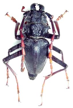 Prionocalus cacicus
