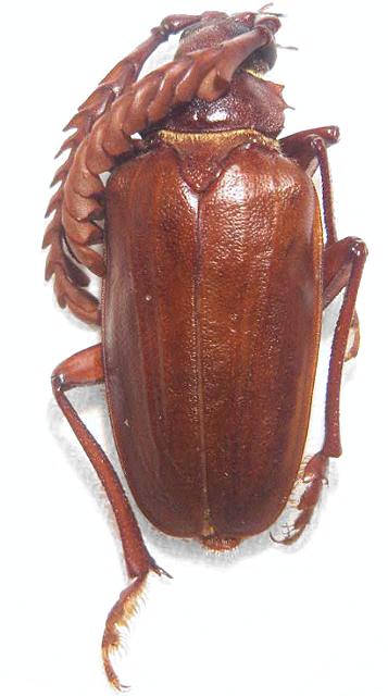 Prionus (Homaesthesis) arenarius