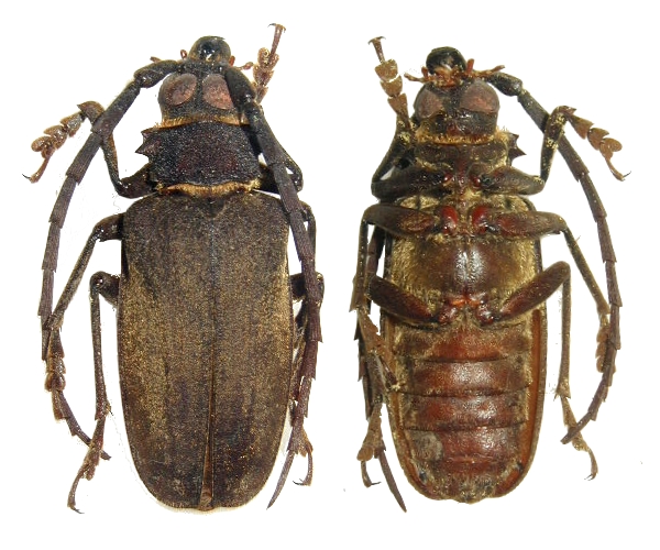 Priotyrannus (Priotyrannus) closteroides