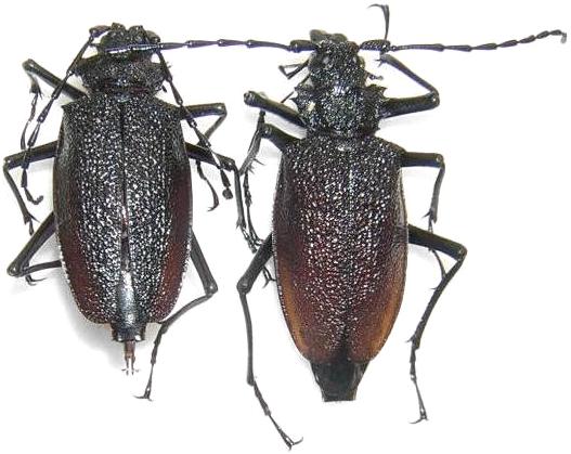 Psalidognathus modestus