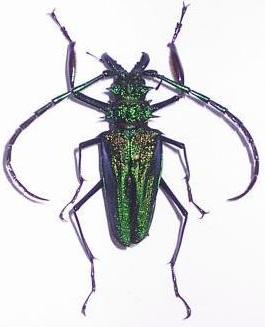 Psalidognathus friendi