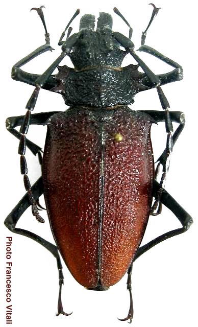 Psalidognathus modestus