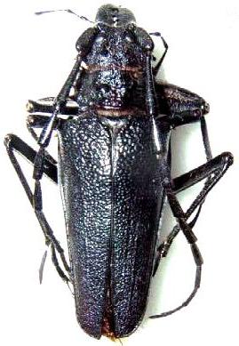 Psalidognathus modestus