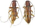 Achryson surinamum