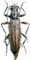 Icosium tomentosum atticum