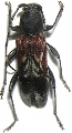 Anaglyptus (Anaglyptus) mysticus