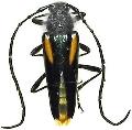 Zehra flavosignata