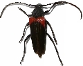 Zehra coemeterii 