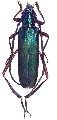 Aphrodisium (Aphrodisium) sauteri