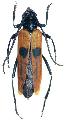 Cataphrodisium rubripenne