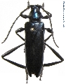 Conamblys latus