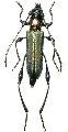 Eximia colorata