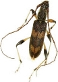 Araespor quinquepustulatus