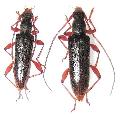 Ceresium fuscum