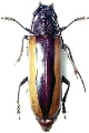 Poeciloxestia dorsalis