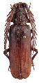 Lateropalus pascoei