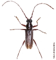 Derolus volvulus