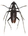 Hoplocerambyx spinicornis