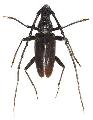 Hoplocerambyx spinicornis