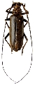 Nadezhdiella fulvopubens