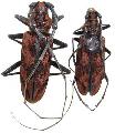 Hemadius oenochrous