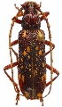Xoanodera maculata