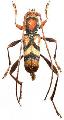 Aridaeus thoracicus
