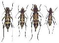 Chlorophorus annularis