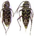 Megacyllene acuta