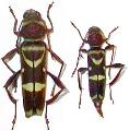 Neoclytus longipes