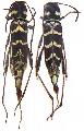 Neoclytus modestus