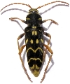 Plagionotus (Plagionotus) arcuatus ghidottii 