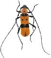 Eurybatus (Eurybatus) formosus