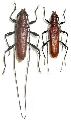 Allotraeus (Allotraeus) sphaerioninus