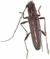 Aneflomorpha semirufa 