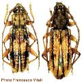 Anelaphus cinereus