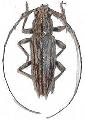 Elaphidion jamaicense