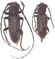 Enaphalodes atomarius